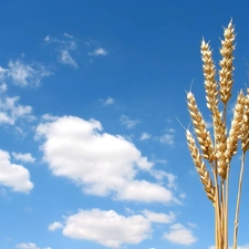 Sky, Ears, cereals