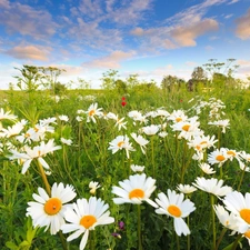 daisy, Sky