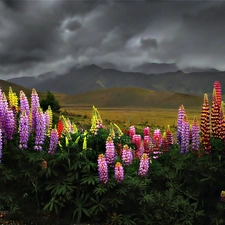 Sky, clouds, lupine, Mountains, Flowers