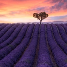 trees, Field, color, Sky, Great Sunsets, lavender