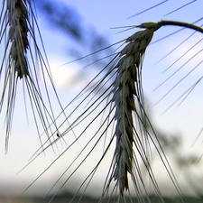 Sky, Ears, corn