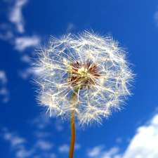 Sky, White, dandelion