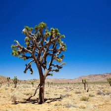 Sky, trees, Desert