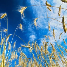 Sky, corn, Field