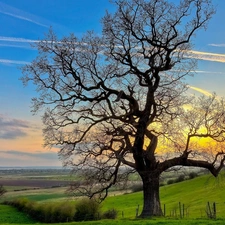 field, trees, Sky, medows