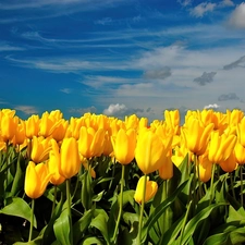 Field, tulips, Sky, yellow