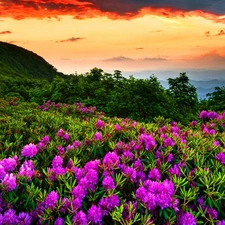 Sky, Mountains, Flowers