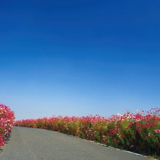 Sky, Way, Flowers