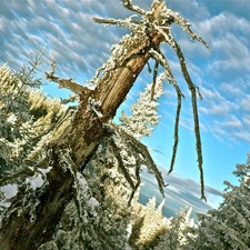 forest, viewes, Sky, trees