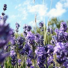 Narrow-Leaf Lavender, Field, Sky