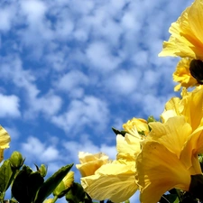 Sky, Yellow, hibiskus