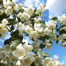 Sky, flower, jasmine