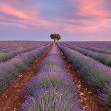 Pinkish, Sky, lavender, trees, Field