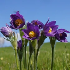 Sky, pasque, Meadow