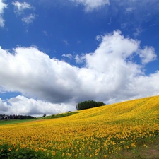 Field, Way, Sky, Nice sunflowers