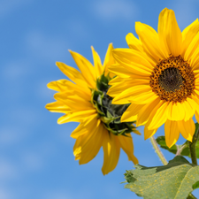 rapprochement, Nice sunflowers, Sky