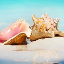 Sand, water, Sky, Shells