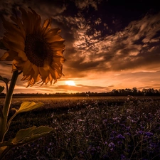 Sunflower, Clouds, Sky, Field