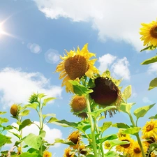 Nice sunflowers, sun, Sky