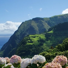 Flowers, sea, Sky, The Hills