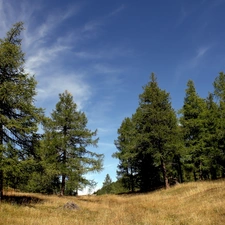 Sky, trees, viewes