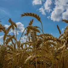 Sky, Mature, wheat