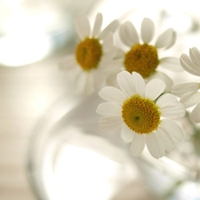 small bunch, Camomile