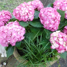 small, doggy, hydrangea, hidden, Pink