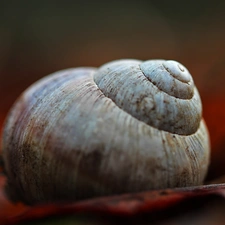 shell, snail