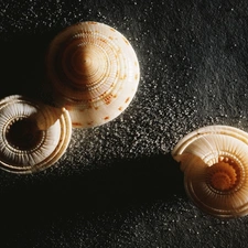 Shells, snail