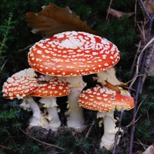 toadstools, snail