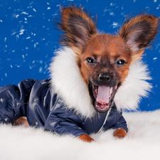 snow, graphics, doggy, clothes, funny
