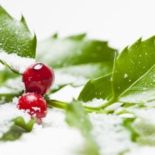 snow, blueberries, holly