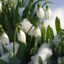 snow, snowdrops, melting