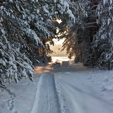 snow, forest, Path