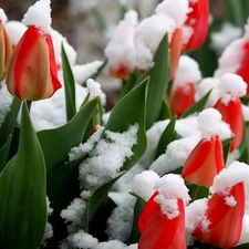 Red, Covered, snow, Tulips