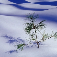 seedling, drifts, snow, pine