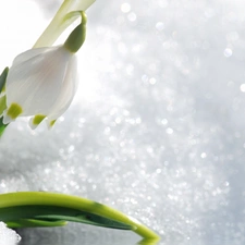 Snowdrop, snow