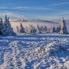 Fog, snow, Snowy, Spruces, winter