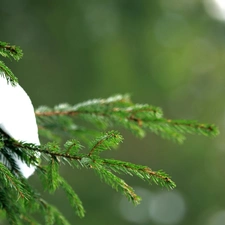 snow, twig, spruce