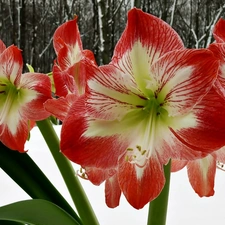 snow, amaryllis, winter