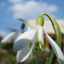 Snowdrop