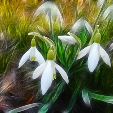 snowdrops