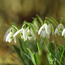 snowdrops, White, Flowers