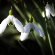 Spring, snowdrops