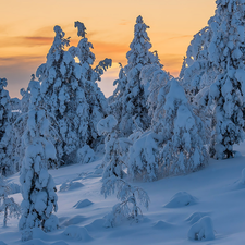 Bush, Snowy, snow, Spruces, winter