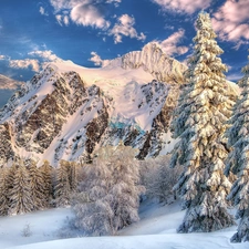 Snowy, Spruces, Mountains, forest, winter