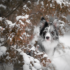 dog, Snowy, Twigs, Border Collie