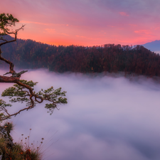 mount, Sunrise, rocks, Sokolica, pine, Poland, Pieniny National Park, Pieniny, Mountains, Fog, trees