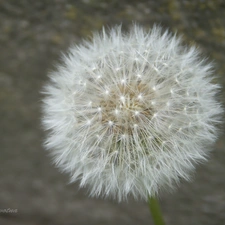 sow-thistle, dandelion